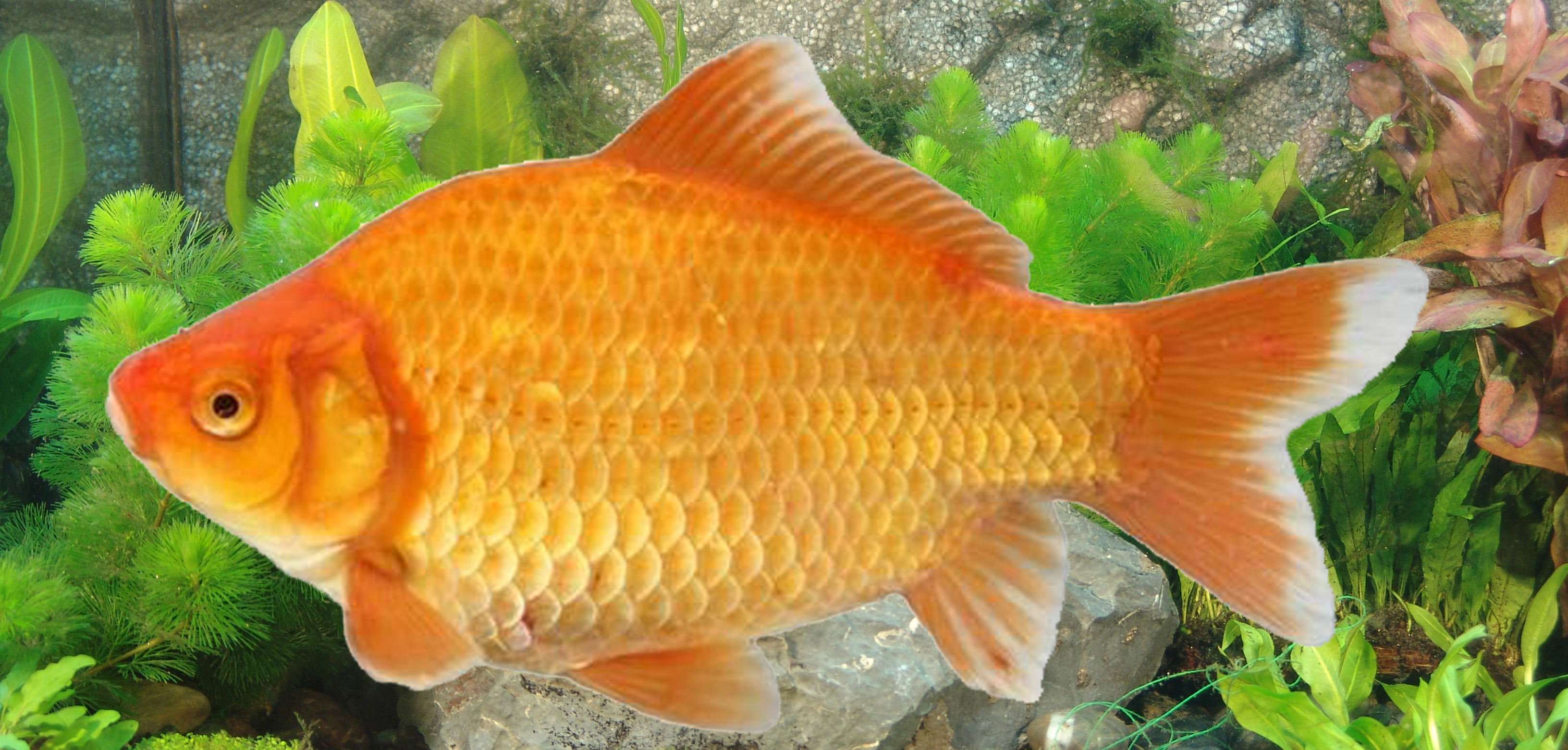 同源二倍体湘军红鲫品系